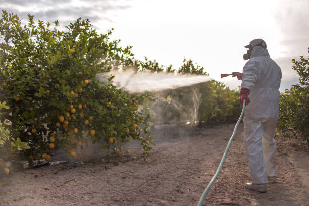 Best Insect Control  in Airport, CA