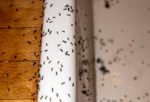 Best Pest Control Near Me  in Airport, CA