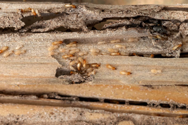 Best Pest Removal Services  in Airport, CA